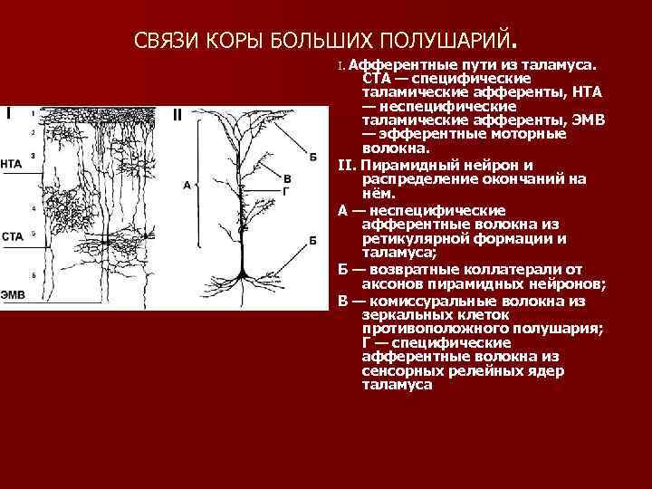 СВЯЗИ КОРЫ БОЛЬШИХ ПОЛУШАРИЙ. I. Афферентные пути из таламуса. СТА — специфические таламические афференты,
