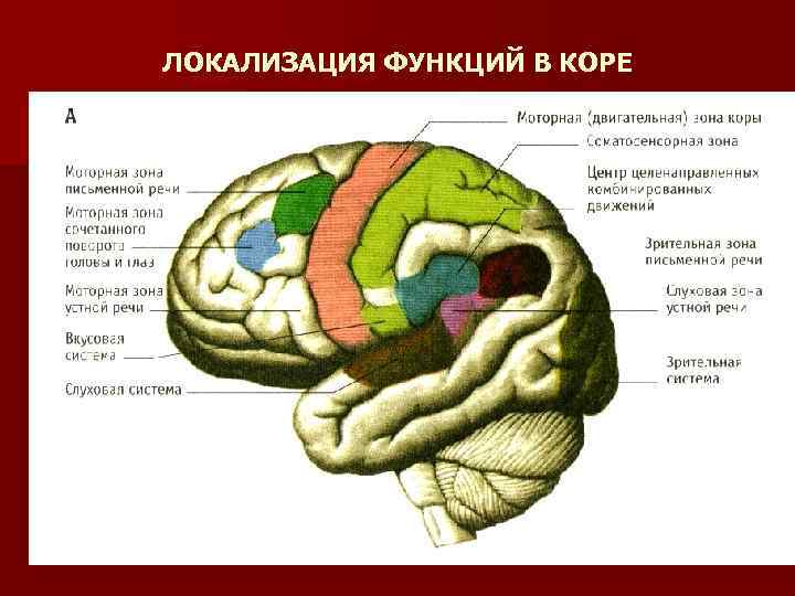 ЛОКАЛИЗАЦИЯ ФУНКЦИЙ В КОРЕ 
