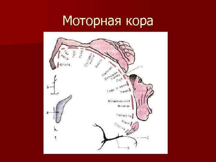 Моторная кора 1