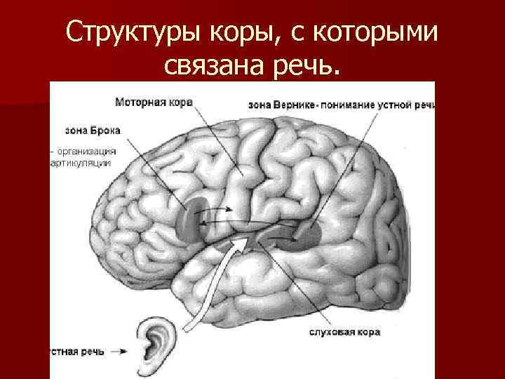 Структура коры. Где находится ВНД. ВНД новая кора. Высшая нервная деятельность Лабиринт 14 ходла. Высшая нервная деятельность Лабиринт 14 ходов.