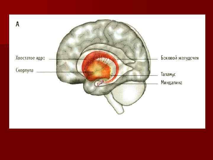 Хвостатое ядро мозга. Хвостатое ядро мозга функции. Головка хвостатого ядра анатомия. Хвост хвостатого ядра. Хвостатое ядро и скорлупа.