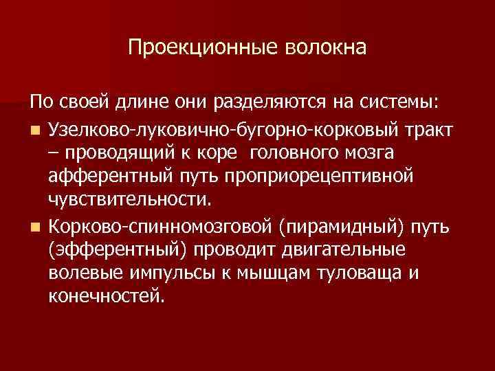 Проекционные волокна По своей длине они разделяются на системы: n Узелково-луковично-бугорно-корковый тракт – проводящий