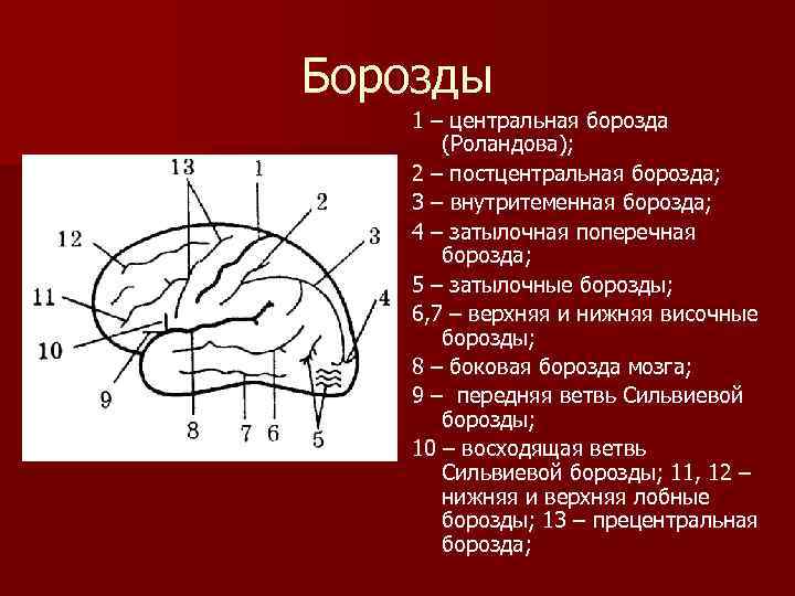 Что собой представляют борозды. Сильвиева борозда анатомия. Борозды. Борозды мозга. Центральная борозда.