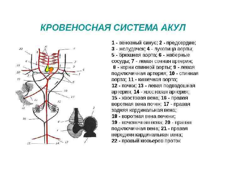 Рассмотрите схему строения кровеносной системы пчелы имеют ли