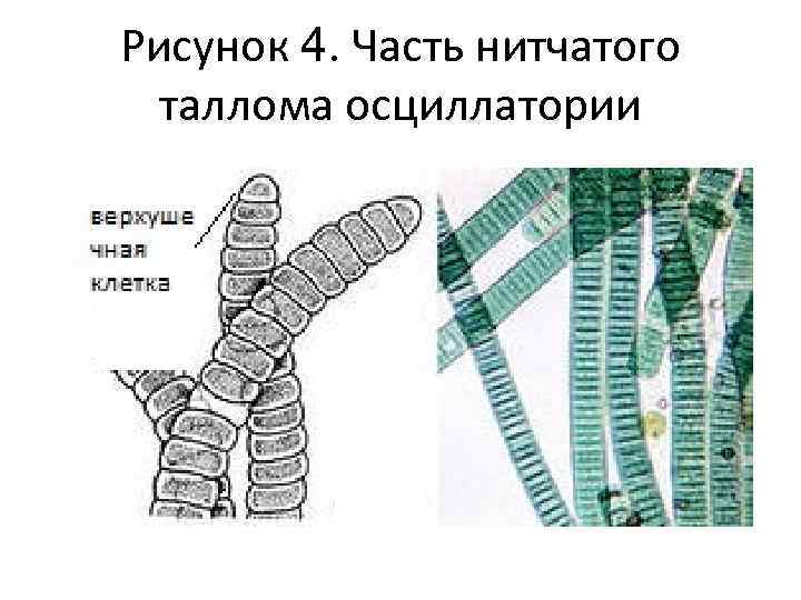 Рисунок 4. Часть нитчатого таллома осциллатории 