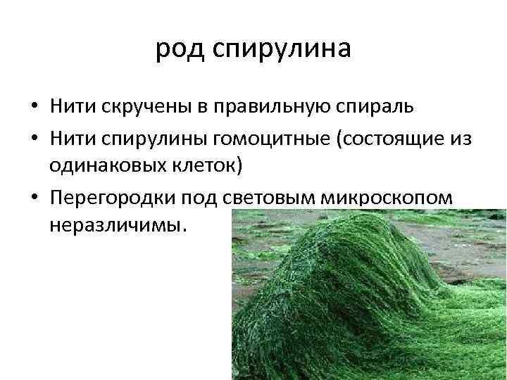 род спирулина • Нити скручены в правильную спираль • Нити спирулины гомоцитные (состоящие из