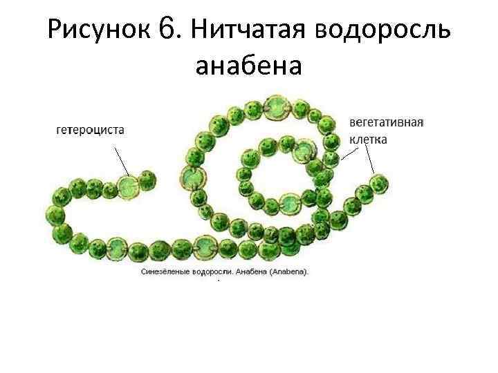 Рисунок 6. Нитчатая водоросль анабена 