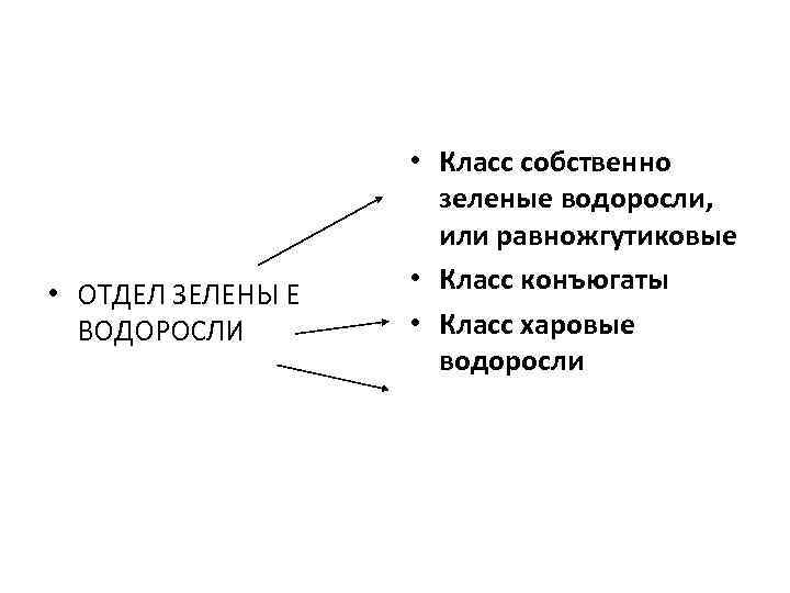  • Класс собственно зеленые водоросли, или равножгутиковые • ОТДЕЛ ЗЕЛЕНЫ Е • Класс