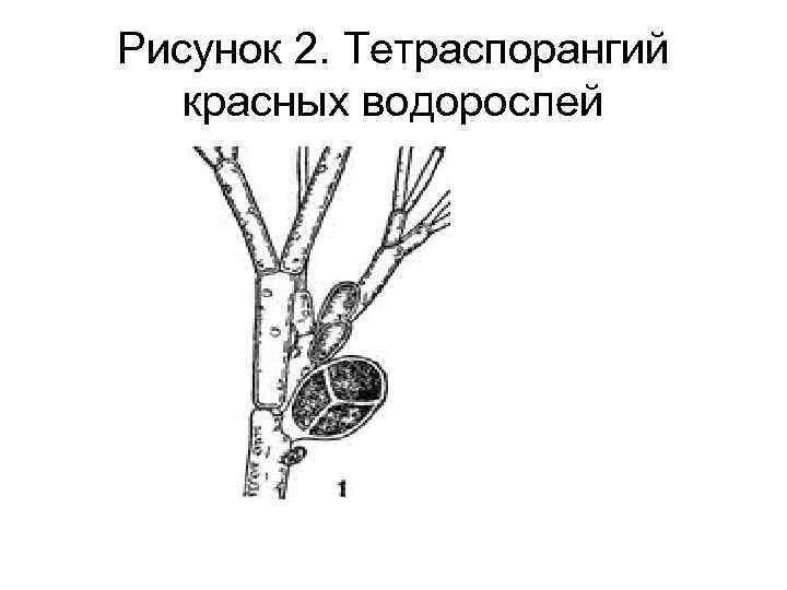 Рисунок 2. Тетраспорангий красных водорослей 