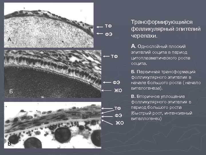 А Трансформирующийся фолликулярный эпителий черепахи. ТФ ФЭ А А. Однослойный плоский ТФ ФЭ ЖО