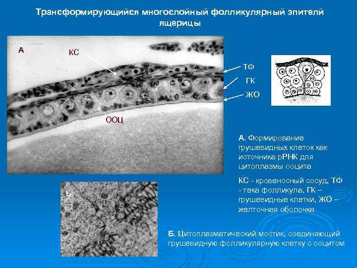 Трансформирующийся многослойный фолликулярный эпителй ящерицы А КС ТФ ГК ЖО ООЦ А. Формирование грушевидных