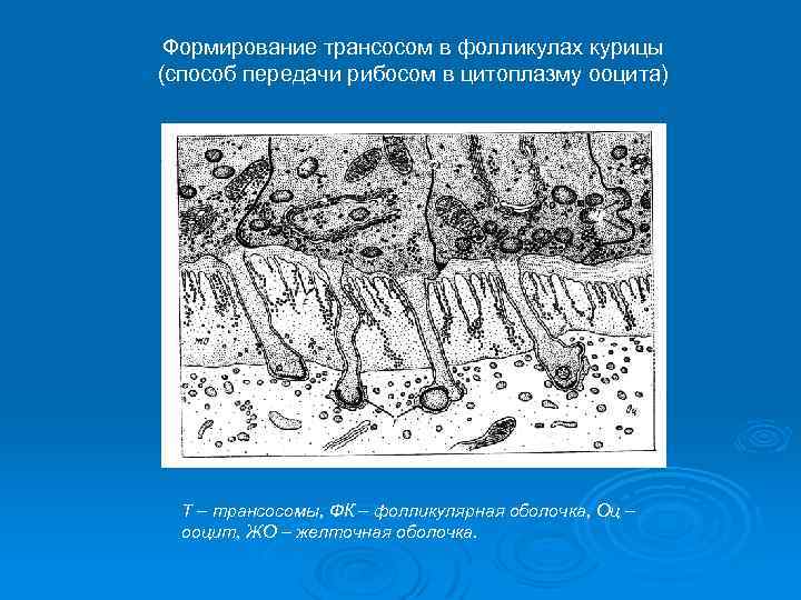 Формирование трансосом в фолликулах курицы (способ передачи рибосом в цитоплазму ооцита) Т – трансосомы,