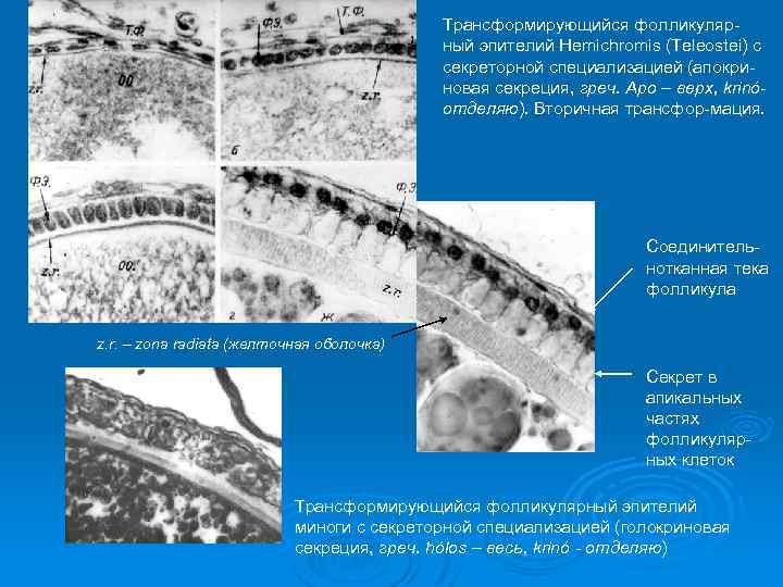 Трансформирующийся фолликулярный эпителий Hemichromis (Teleostei) c секреторной специализацией (апокриновая секреция, греч. Apo – верх,