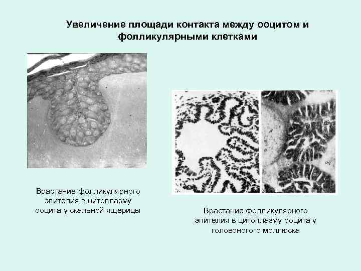 Увеличение площади контакта между ооцитом и фолликулярными клетками Врастание фолликулярного эпителия в цитоплазму ооцита