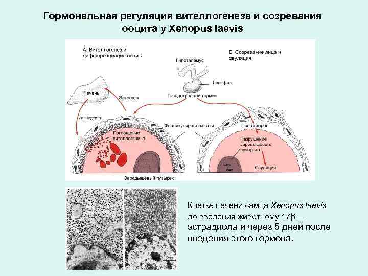 Гормональная регуляция. Гормональная регуляция овогенеза. Гормональная регуляция полового созревания. Регуляция оогенеза. Гормоны регулирующие овогенез.