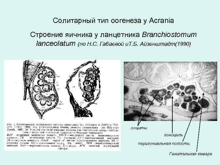 Солитарный тип оогенеза у Acrania Строение яичника у ланцетника Branchiostomum lanceolatum (по Н. С.