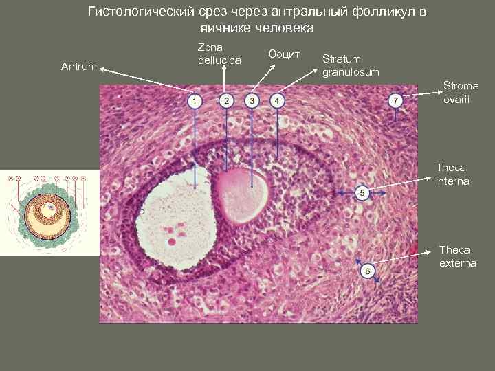 Желтое тело гистология рисунок