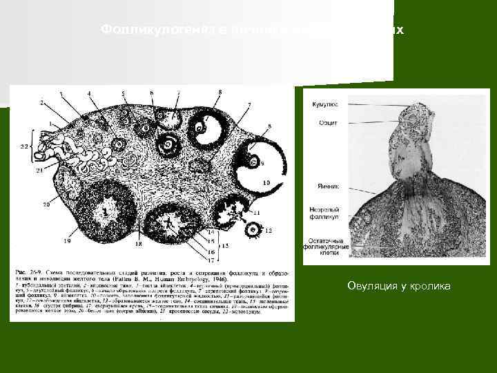 Фолликулогенез в яичнике млекопитающих Овуляция у кролика 