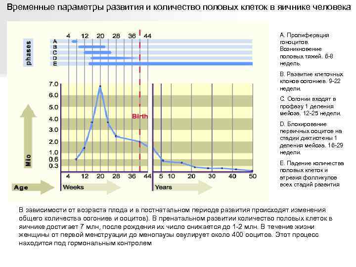 Временные параметры развития и количество половых клеток в яичнике человека А. Пролиферация гоноцитов. Возникновение