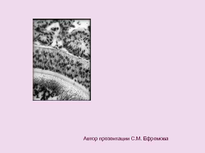 Автор презентации С. М. Ефремова 