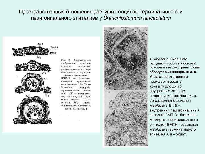 В растущих ооцитах большинства животных. Герминативный эпителий. Строение герминативного эпителия. Микроворсинки яйцеклетки. Оценка ооцита м2 что значит.