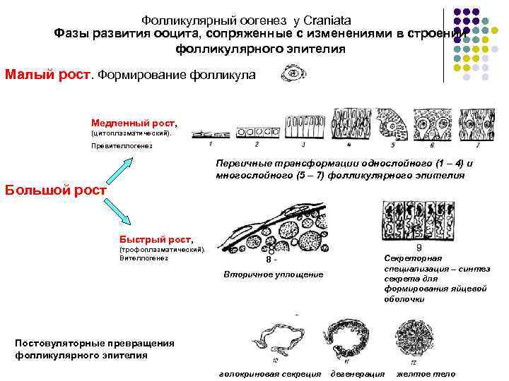 Фолликулярный оогенез у Craniata Фазы развития ооцита, сопряженные с изменениями в строении фолликулярного эпителия
