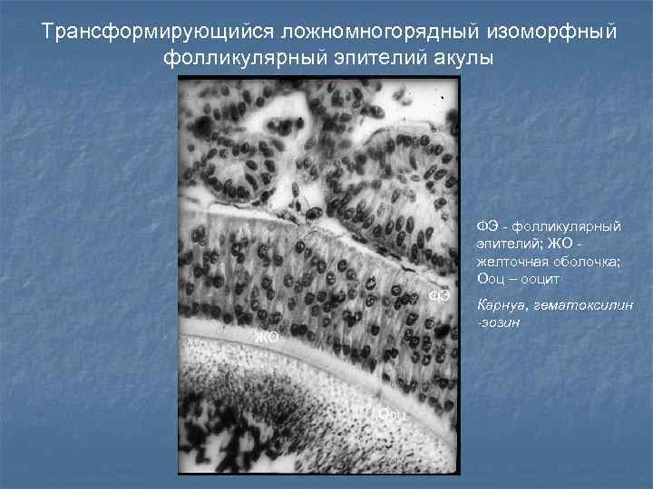 Трансформирующийся ложномногорядный изоморфный фолликулярный эпителий акулы ФЭ - фолликулярный эпителий; ЖО желточная оболочка; Ооц