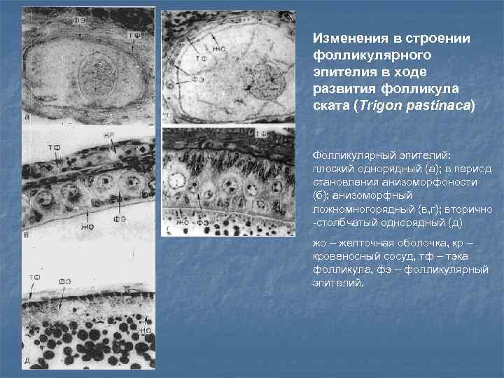 Изменения в строении фолликулярного эпителия в ходе развития фолликула ската (Trigon pastinaca) Фолликулярный эпителий: