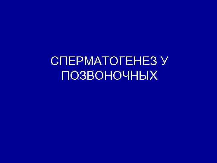 СПЕРМАТОГЕНЕЗ У ПОЗВОНОЧНЫХ 