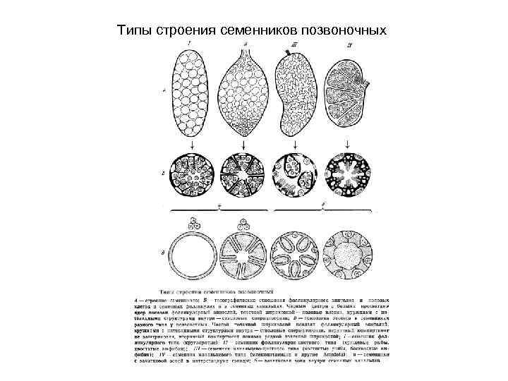Типы строения семенников позвоночных 