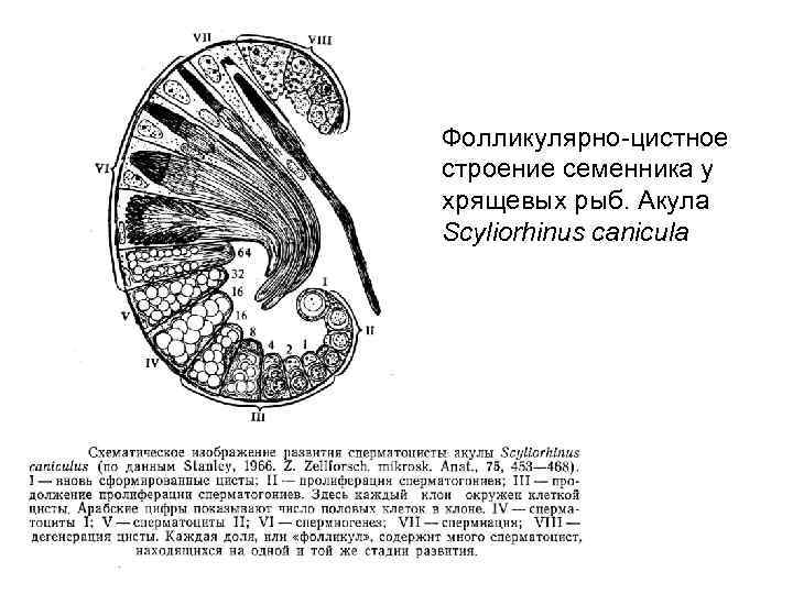 Семенник животного