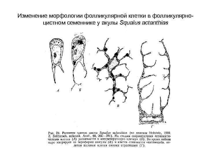Изменение морфологии фолликулярной клетки в фолликулярноцистном семеннике у акулы Squalus actanthias 