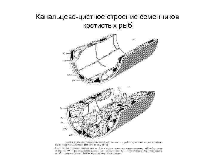 Канальцево-цистное строение семенников костистых рыб 