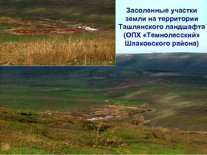 Засоленные участки земли на территории Ташлянского ландшафта (ОПХ «Темнолесский» Шпаковского района) 
