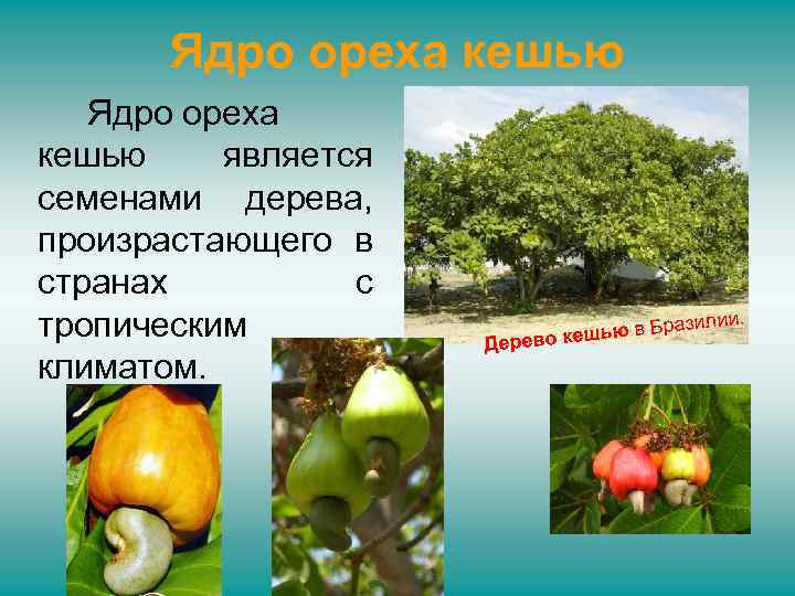 Ядро ореха кешью является семенами дерева, произрастающего в странах с тропическим климатом. лии. ью