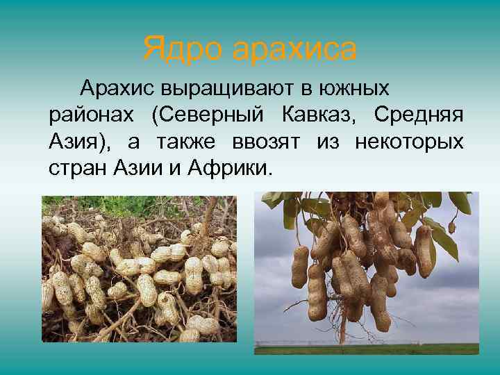 Ядро арахиса Арахис выращивают в южных районах (Северный Кавказ, Средняя Азия), а также ввозят