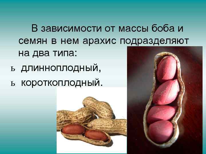 В зависимости от массы боба и семян в нем арахис подразделяют на два типа: