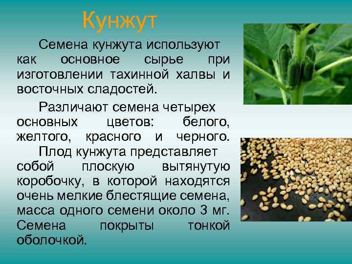  Кунжут Семена кунжута используют как основное сырье при изготовлении тахинной халвы и восточных