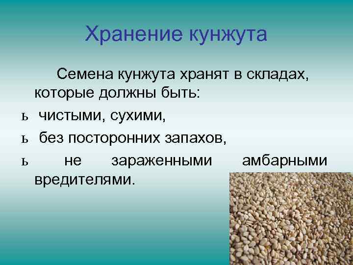 Хранение кунжута Семена кунжута хранят в складах, которые должны быть: ь чистыми, сухими, ь