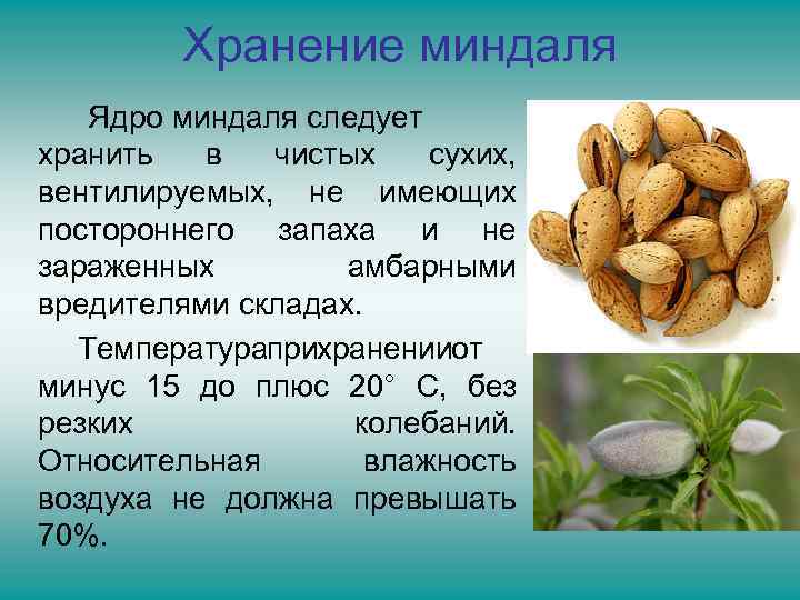 Хранение миндаля Ядро миндаля следует хранить в чистых сухих, вентилируемых, не имеющих постороннего запаха