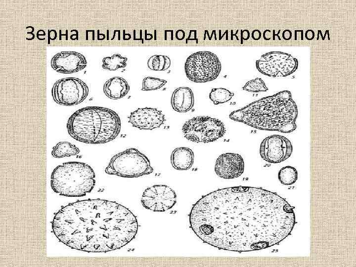 Пыльцевые зерна акации фото