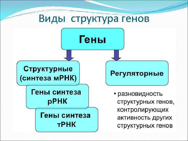 Виды структура генов 