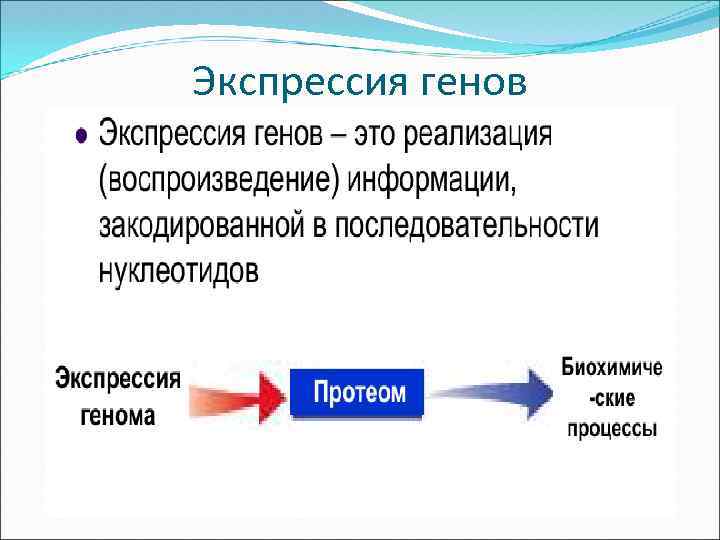 Экспрессия генов 