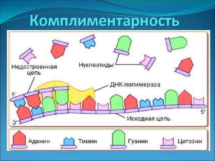 Комплиментарность 