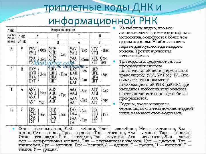 Количество триплетов генетического кода кодирующих аминокислоты