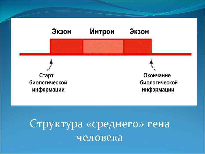 Структура «среднего» гена человека 