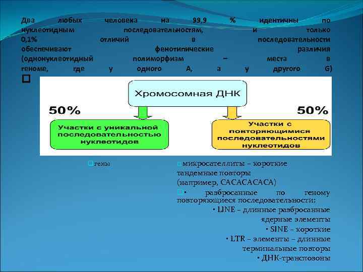 Два любых человека на 99, 9 % нуклеотидным последовательностям, 0, 1% отличий в обеспечивают