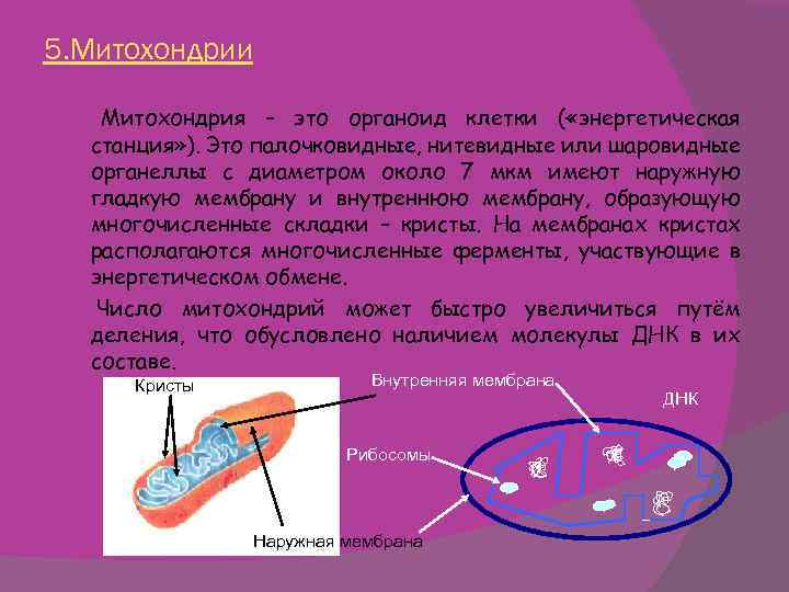 Энергетическая клетка