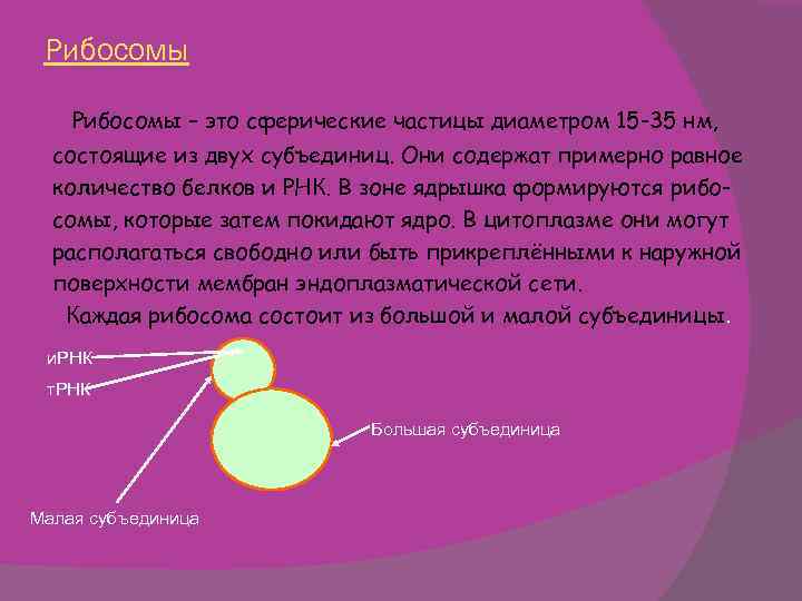 Рибосомы – это сферические частицы диаметром 15 -35 нм, состоящие из двух субъединиц. Они