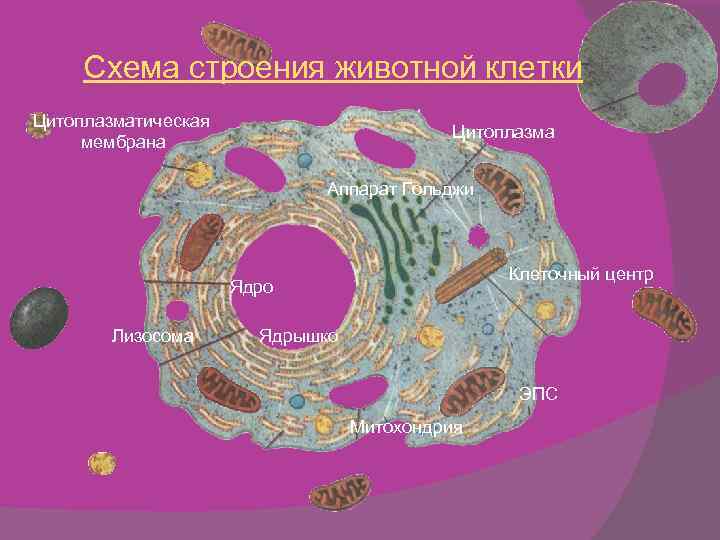 Клеточный центр растительная клетка животная клетка